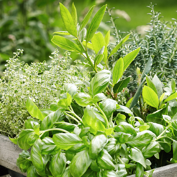 Herb & Plant Collections