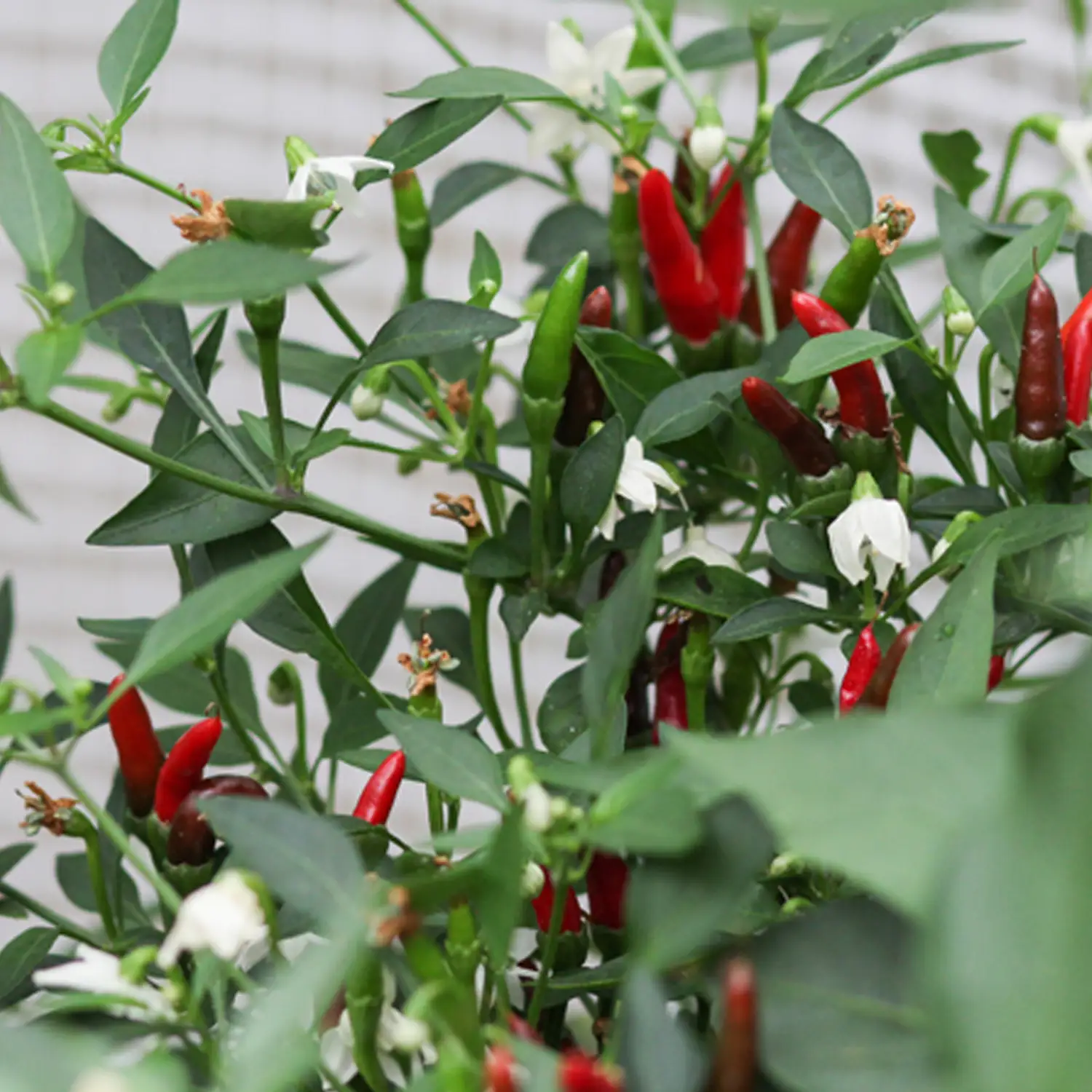 Chilli Pepper Demon Red