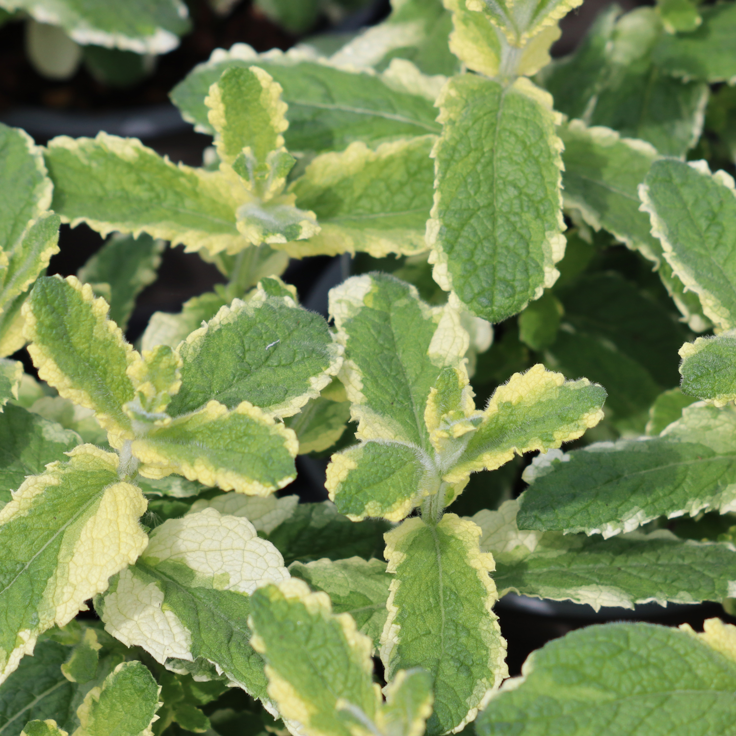 Mint Pineapple