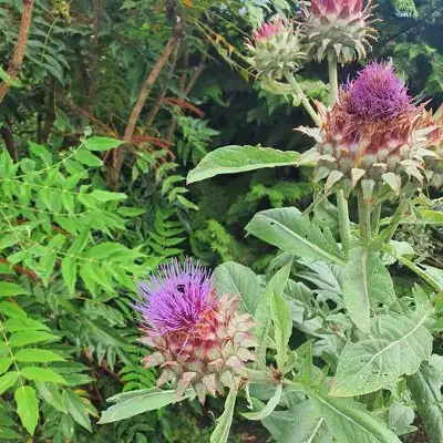 Cardoon