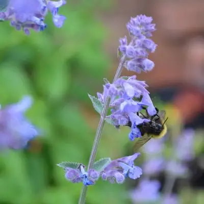 Catmint