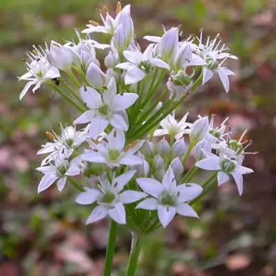 Chives Garlic