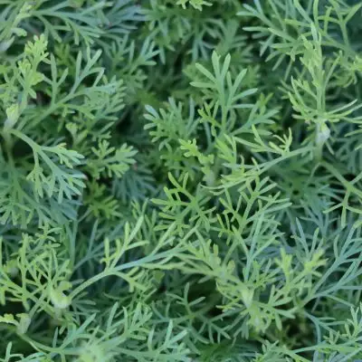 Cola Plant