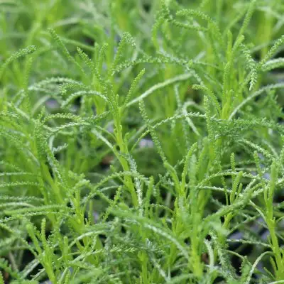 Cotton Lavender Green 'Olive Plant'