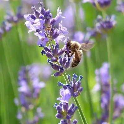Lavender Hidcote