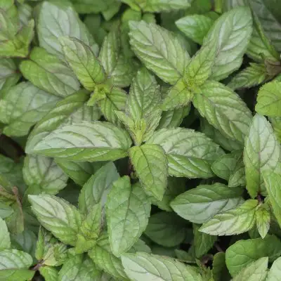 Mint Chocolate