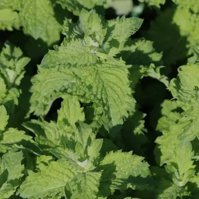 Mint Mojito