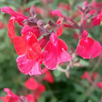 Sage Blackcurrant