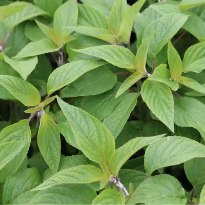 Sage Pineapple