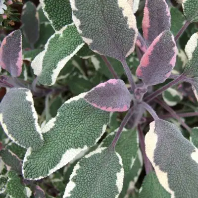 Sage Tricolour