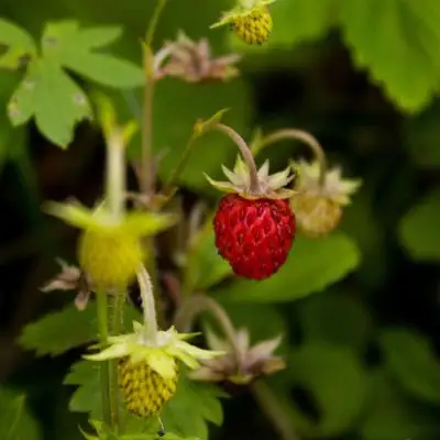 Strawberry Alpine