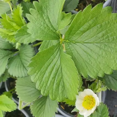 Strawberry Elsanta