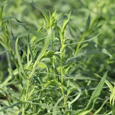 Tarragon French