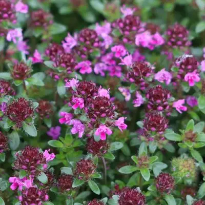 Thyme Creeping Red