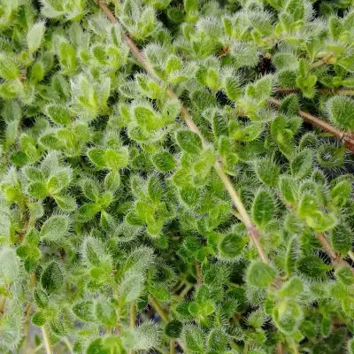 Thyme Woolly