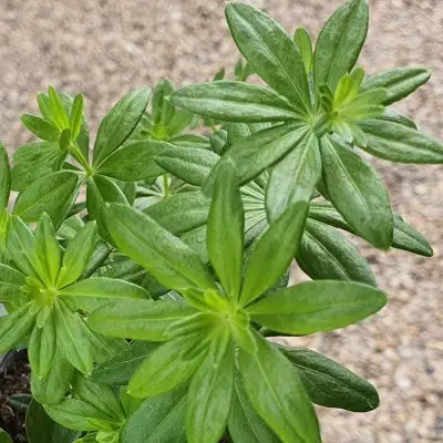 Woodruff