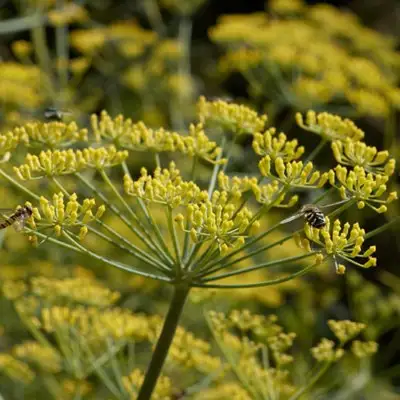 Fennel Green